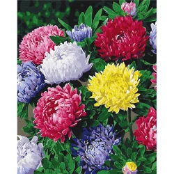 Картина за номерами "Різнобарвні айстри" BS54120, 40х50 см
