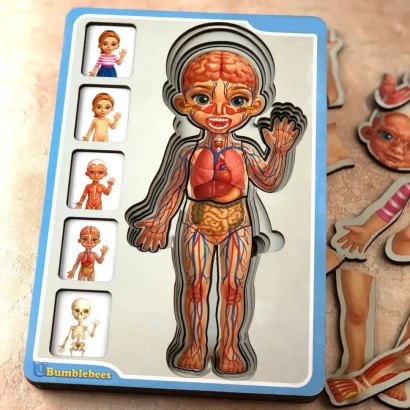 Дерев'яний пазл-вкладиш "Анатомія людини &ndash; дівчинка" Ubumblebees (ПСФ025) PSF025 будова тіла